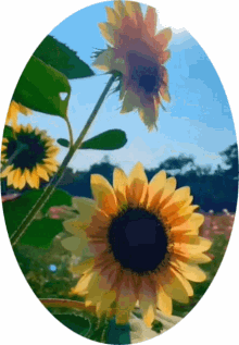 Sunflower Pretty GIF - Sunflower Flower Pretty GIFs