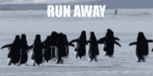 run away penguins running escape