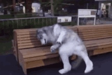 dog tired