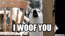 i woof you woof i woof you woof