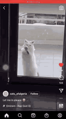 Crazy Cat GIF - Crazy Cat Funny GIFs