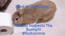 Corona Virus Bunny GIF - Corona Virus Bunny Toilet Paper GIFs