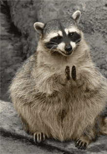 Yay Awesome GIF - Yay Awesome Funny Animals GIFs