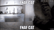 Fanfcat GIF - Fanfcat GIFs