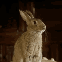 Bunny Nose GIF - Bunny Nose Wiggles GIFs