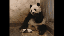 Panda Scared GIF - Panda Scared Sneeze GIFs