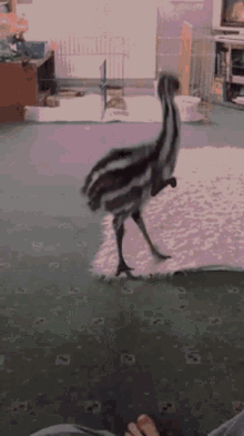 excited-emu.gif