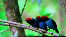 Birds Stare GIF - Birds Stare Wingmates GIFs