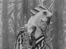 music puppy dog blues jazz