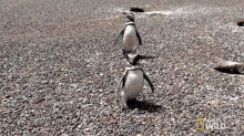 Couple Of Penguins Homewrecking Penguin GIF - Couple Of Penguins Homewrecking Penguin Walking GIFs