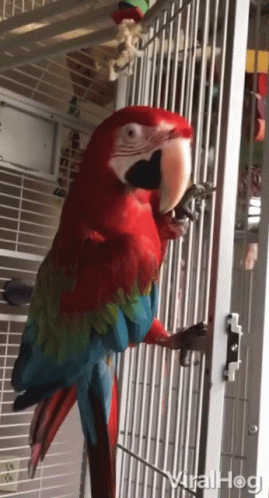 Parrot Dancing GIF - Parrot Dancing Cage GIFs.
