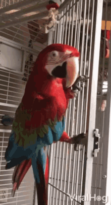 Parrot Dancing GIF - Parrot Dancing Cage GIFs