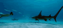 Great Hammerhead Shark Under The Sea GIF - Great Hammerhead Shark Hammerhead Shark Under The Sea GIFs