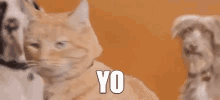 Cat Yo GIF - Cat Yo GIFs