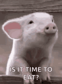 Time To Eat Pig GIF - Time To Eat Pig Piggy GIFs