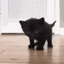 kitten cat cute black cat adorable