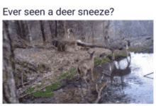 Deer Sneeze GIF - Deer Sneeze Yeet GIFs