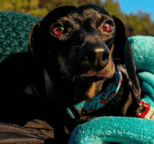 dachsund doxie blinkee longin dachsund doxie blinkee longin