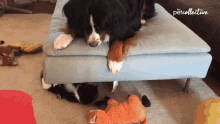 Jumping The Pet Collective GIF - Jumping The Pet Collective Excited GIFs