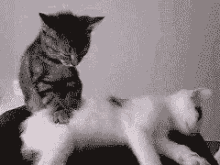 kitty kittens massage massaging rubs