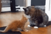 Kitten Cat GIF - Kitten Cat Play GIFs