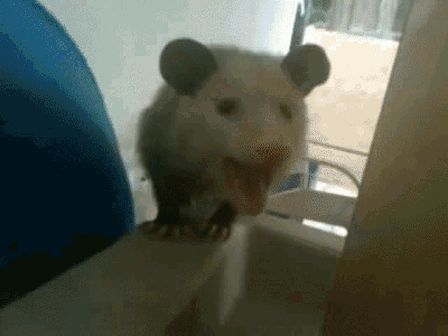 opossum-possum.gif