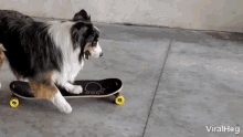 Skateboarding Dog Viralhog GIF - Skateboarding Dog Viralhog Dog GIFs