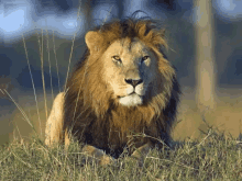 Lion Lion King GIF - Lion Lion King King Of The Jungle GIFs