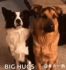 Hug Dog GIF - Hug Dog Dogs GIFs