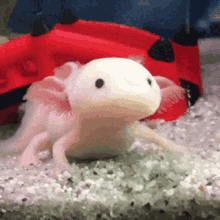 Axolotl Cute GIF - Axolotl Cute Food GIFs