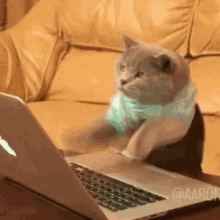 Cat Laptop GIF - Cat Laptop Fast GIFs