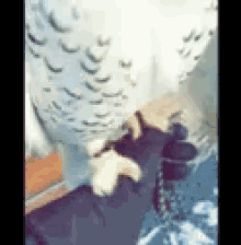 owl smile animal funny cute owl smile animal funny cute