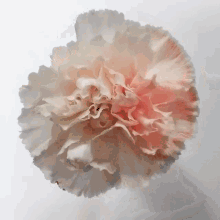 carnation flower clove pink parents day carnation flower clove pink parents day