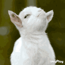 Goat Gloat GIF - Goat Gloat Funny Animals GIFs