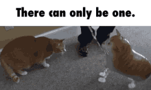 There Can Only Be One Cat GIF - Only One There Can Only Be One Funny Car GIFs