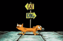 Cat Dog Cartoon GIF - Cat Dog Cartoon GIFs