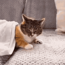 Cat Drag GIF - Cat Drag Come GIFs
