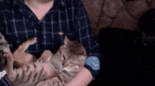Quackity Quackity With Tiger GIF - Quackity Quackity With Tiger Tiger GIFs