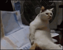 Cats Scratch GIF - Cats Scratch Itch GIFs
