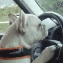 Dog Driving Dog GIF - Dog Driving Dog Commute GIFs
