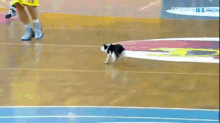cats basketball interrupt