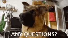 Confused Look GIF - Confused Look Any Questions GIFs