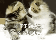 Kitten Cat GIF - Kitten Cat Kisses GIFs