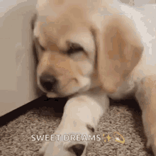 Sleeping Dog GIF - Sleeping Dog Golden Retriever GIFs