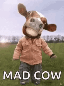 Cow Funny Cow GIF - Cow Funny Cow Mad Cow GIFs