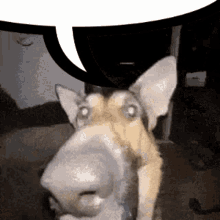 Speech Bubble Dog GIF - Speech Bubble Speech Dog GIFs