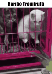 Haribo Tropifrutti GIF - Haribo Tropifrutti Cat GIFs
