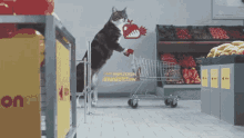 Shopping Cat GIF - Shopping Cat Food GIFs
