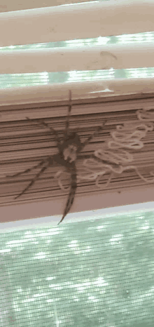 Giant Spider Fishing Spider GIF - Giant Spider Fishing Spider Spider GIFs