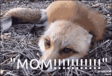 I Want Mommy Scream GIF - I Want Mommy Scream Foxkit GIFs